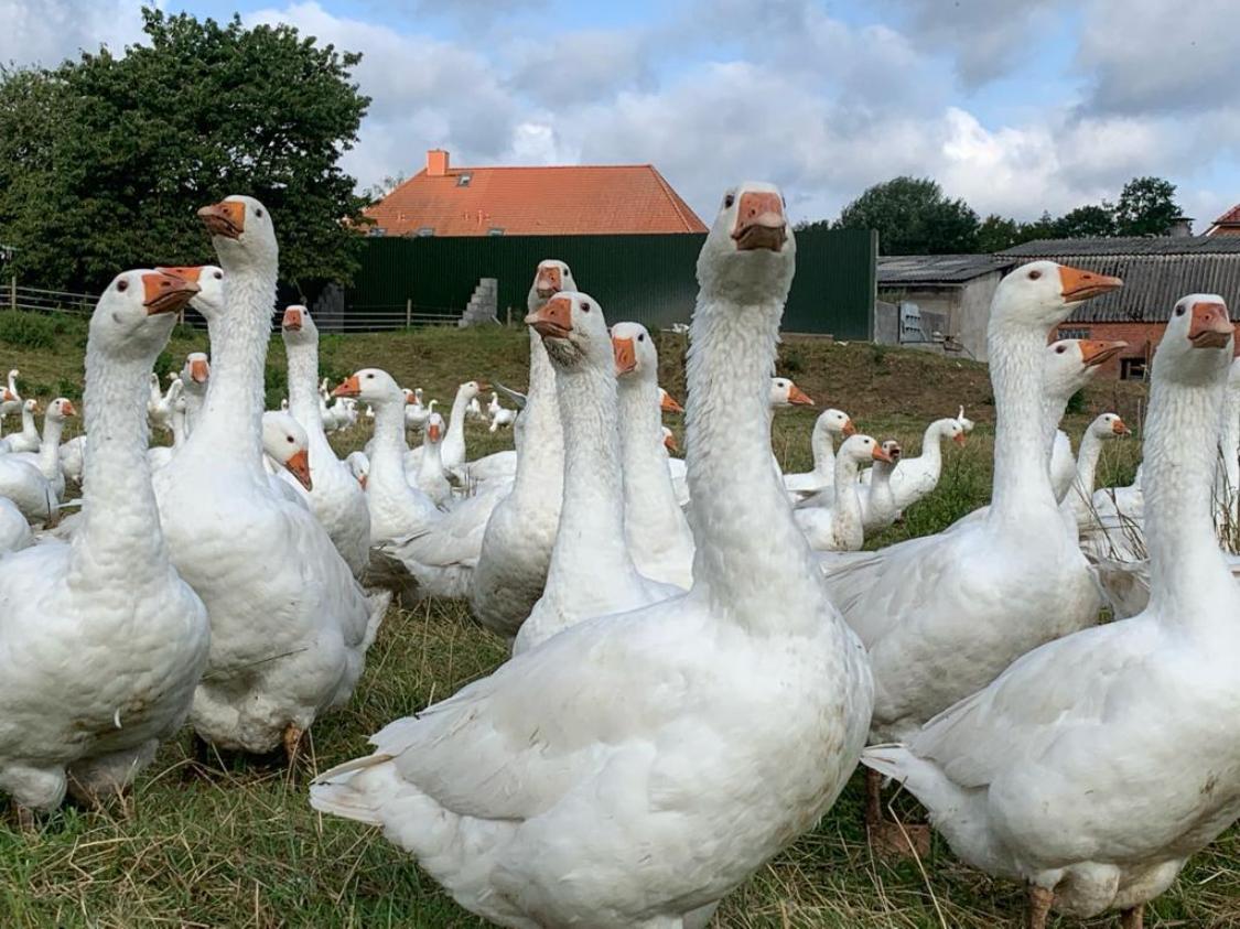 Enten und Gänse laufen draußen herum