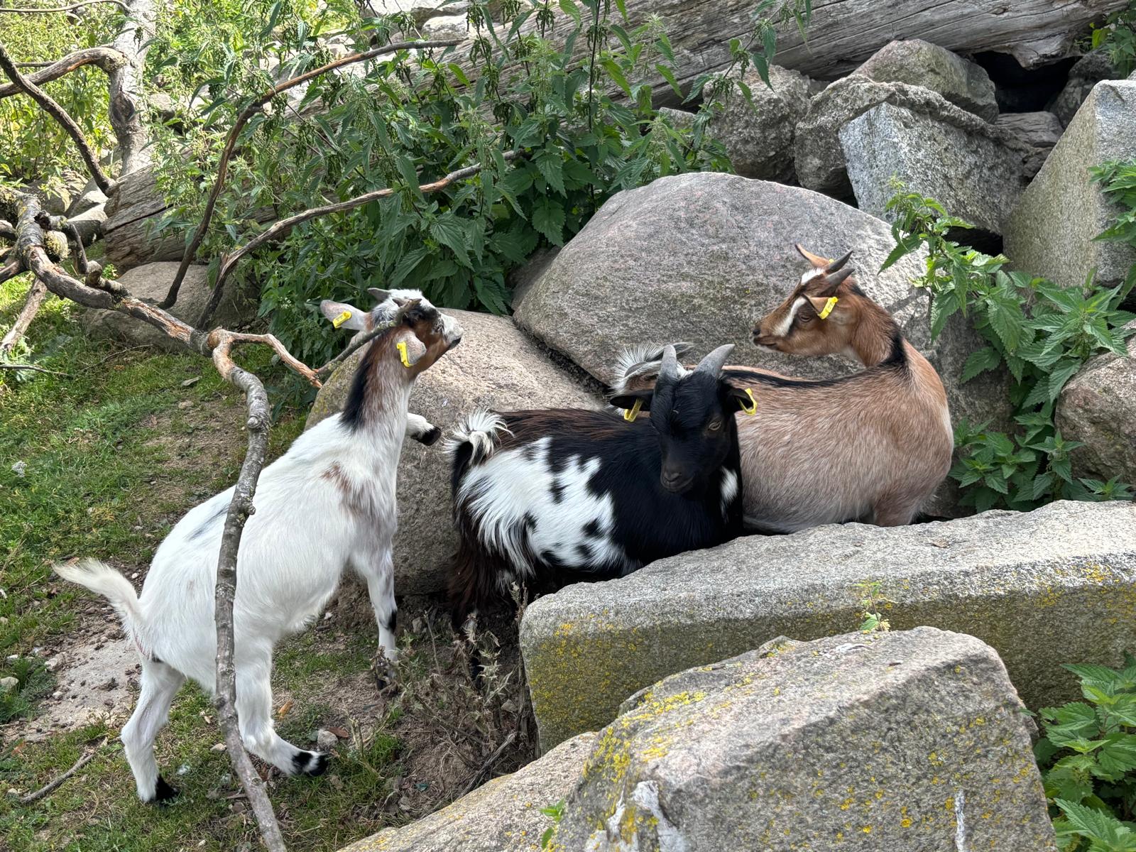 Ziegen beim Klettern